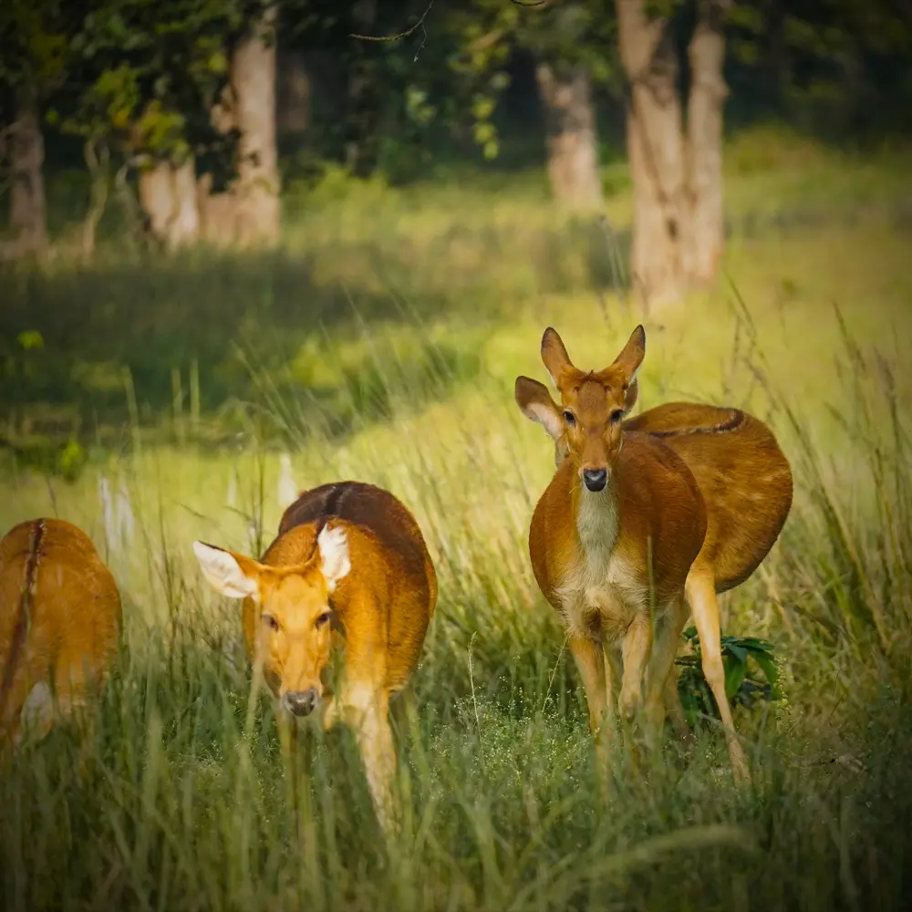 Deer grazing in the forest during a Pench jungle safari