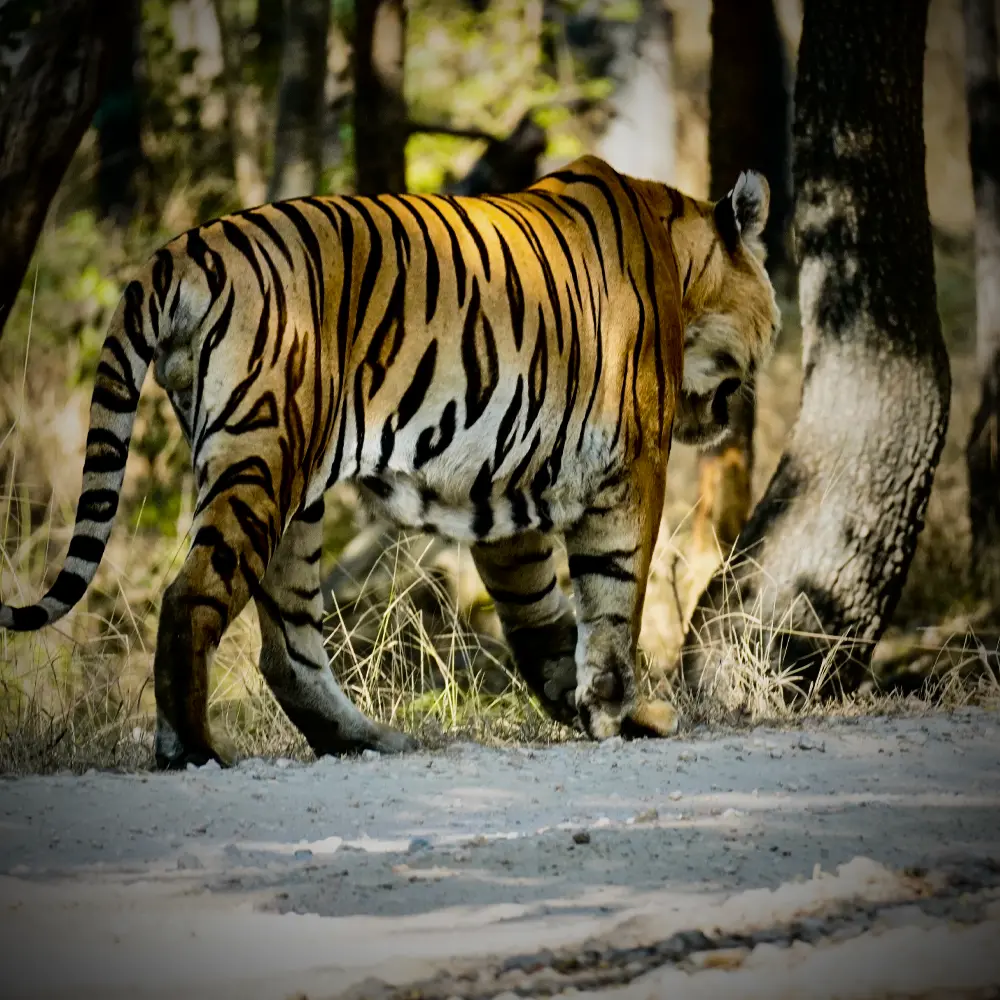 Royal Bengal tiger walking along a safari jeep track