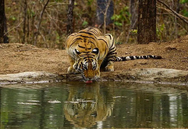 Tiger in wild